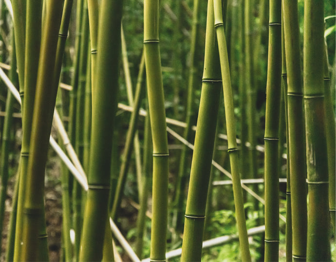 Bamboo - The Wonder Material
